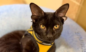 dobby pisoi patru urechi insta gofundme jpg