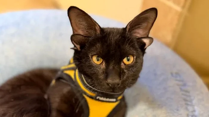 Dobby este un motănel foarte blând (Foto: Instagram/Gofundme)