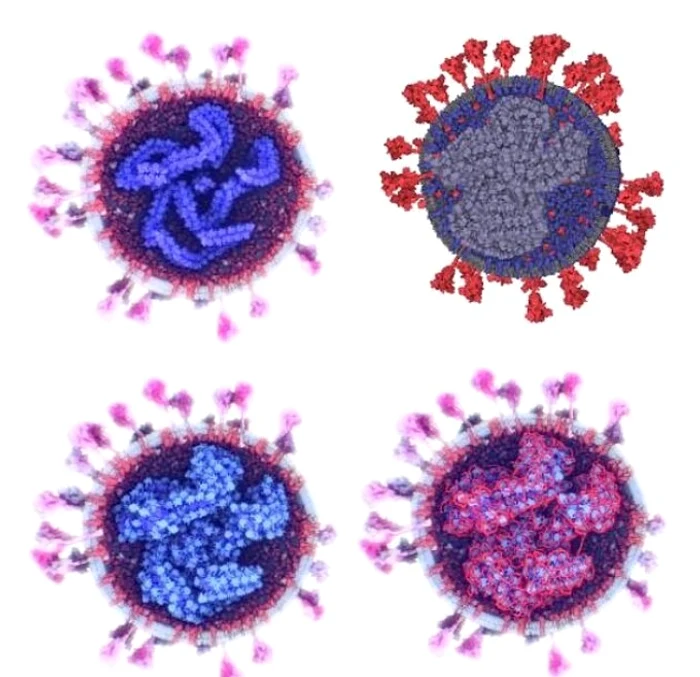 Specialiștii încearcă să ajute la descoperirea unui tratament împotriva infecției cu Covid-19