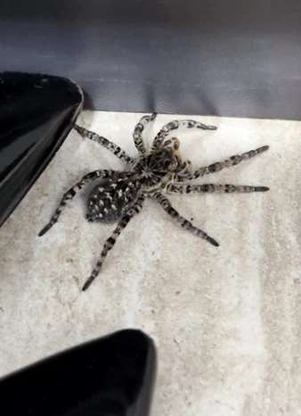 tarantula romaneasca jpg