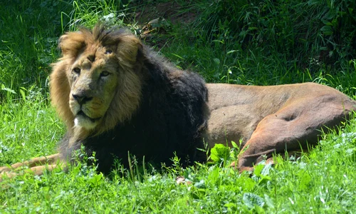 caters lion acupuncture03 jpeg