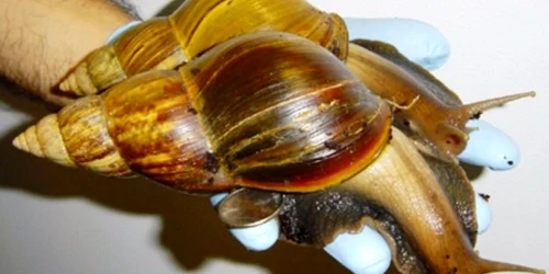 melc african urias foto descopera.ro