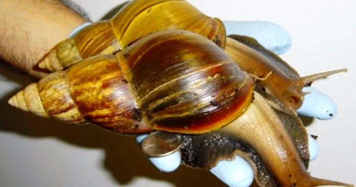 Melcul african uriaş poate ajunge şi la 30 de centrimetri în lungime