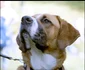 4 saint bernard jpg jpeg