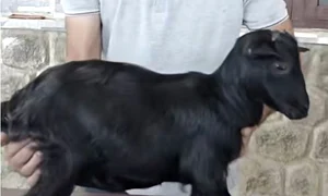 karumbi capra guinness jpg