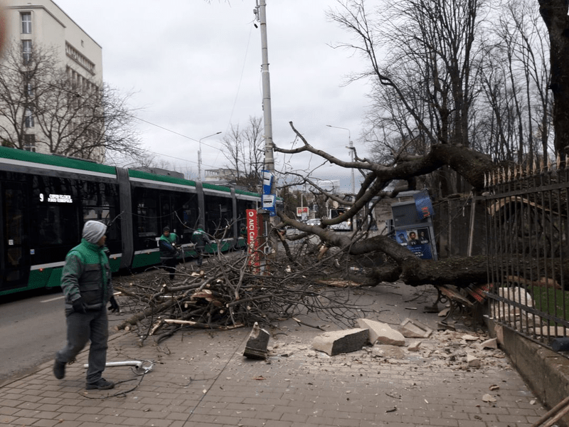 Momentul în care un copac uriaș se prăbușește peste o stație de tramvai din Iași. Călătorii s-au ferit la limită VIDEO