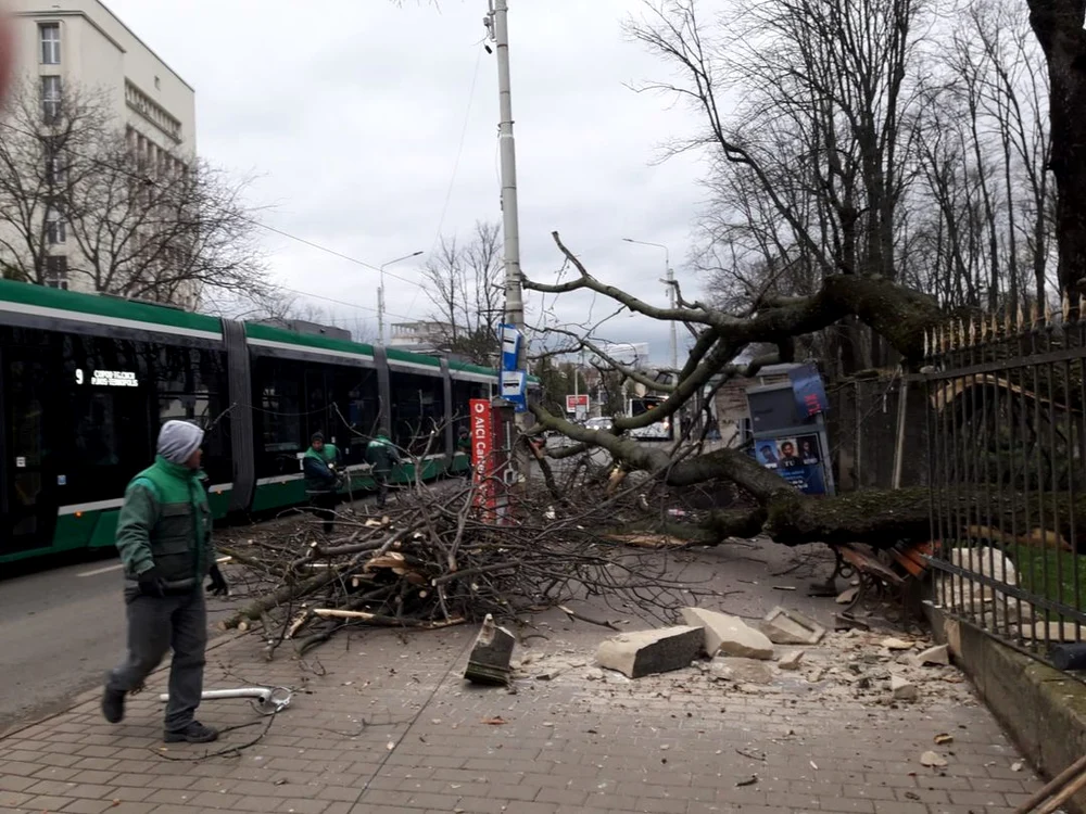 Copacul s-a prăbușit peste stația de tramvai. FOTO Compania de Transport Public Iasi