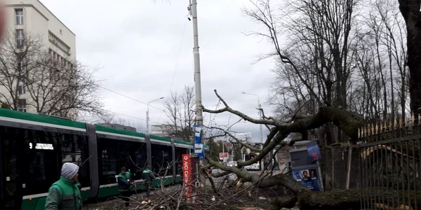 iasi copac prabusit FOTO primaria Iasi jpg