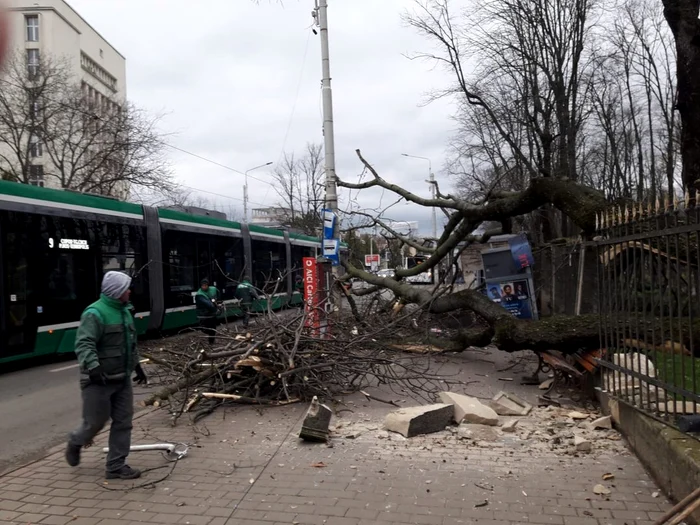 Copacul s-a prăbușit peste stația de tramvai. FOTO Compania de Transport Public Iasi