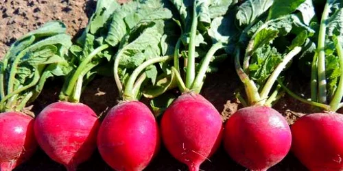 ce legume poti planta in locuri umbroase 