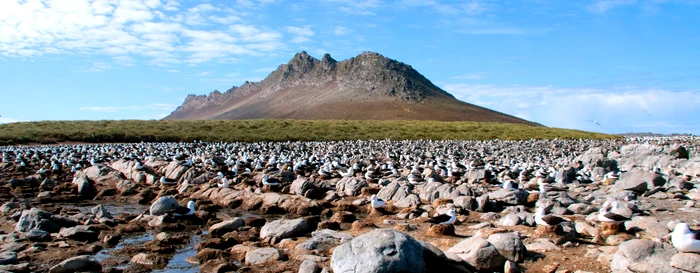 Insulele Falkland (Malvine) este un loc unde copacii nu cresc. Foto: falklandsconservation.com 