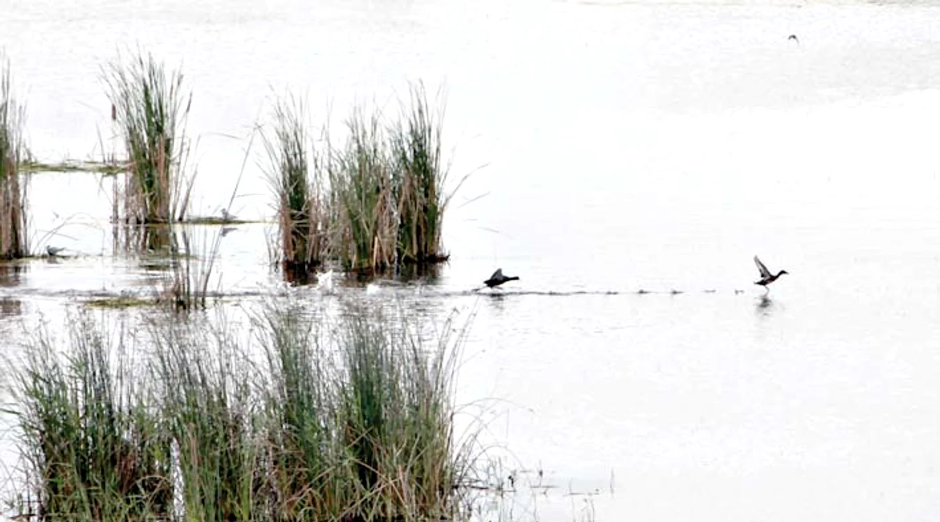 
    Specialiştii vor ca groapa  de 190 de hectare să fie  declarată rezervaţie naturală (fotografii: Florin Şuler)  