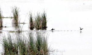 Specialiştii vor ca groapa  de 190 de hectare să fie  declarată rezervaţie naturală (fotografii: Florin Şuler) jpeg