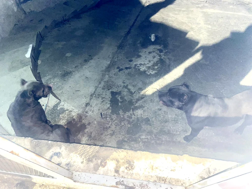 Cei doi câini care au atacat FOTO ASPA
