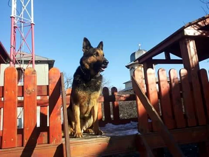 Rex se afla mai tot timpul la antrenamente