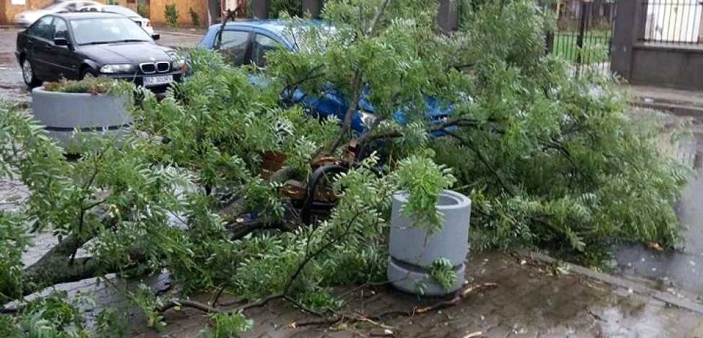 Copaci smulşi şi căzuţi pe maşini FOTO Radar Arad
