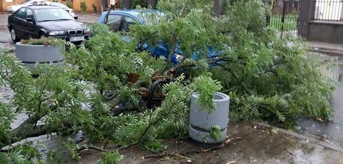 Copaci smulşi şi căzuţi pe maşini FOTO Radar Arad