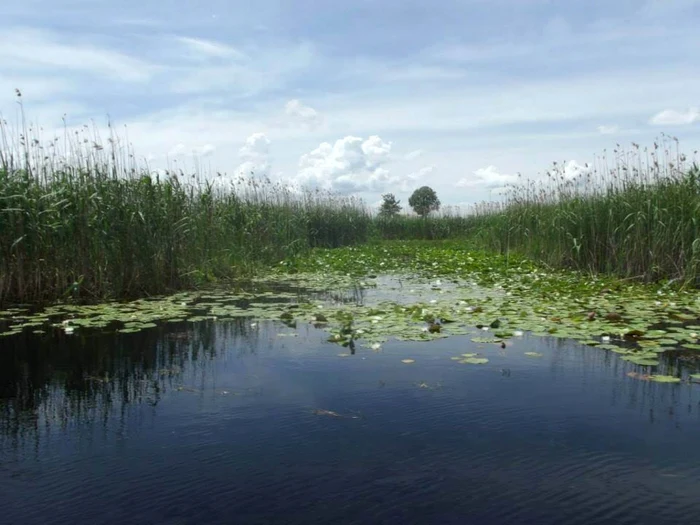 calarasi lacul iezer loc de iernare pentru pasari FOTO sor.ro