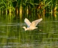 egreta mica in zbor foto ovidiu optik nature photographer jpg
