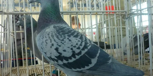 Porumbiţa brăileană Romina, una dintre participantele la expoziţia naţională