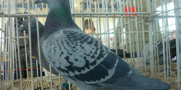 Porumbiţa brăileană Romina, una dintre participantele la expoziţia naţională