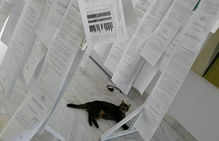 Miți pe holul primăriei, printre hârtii