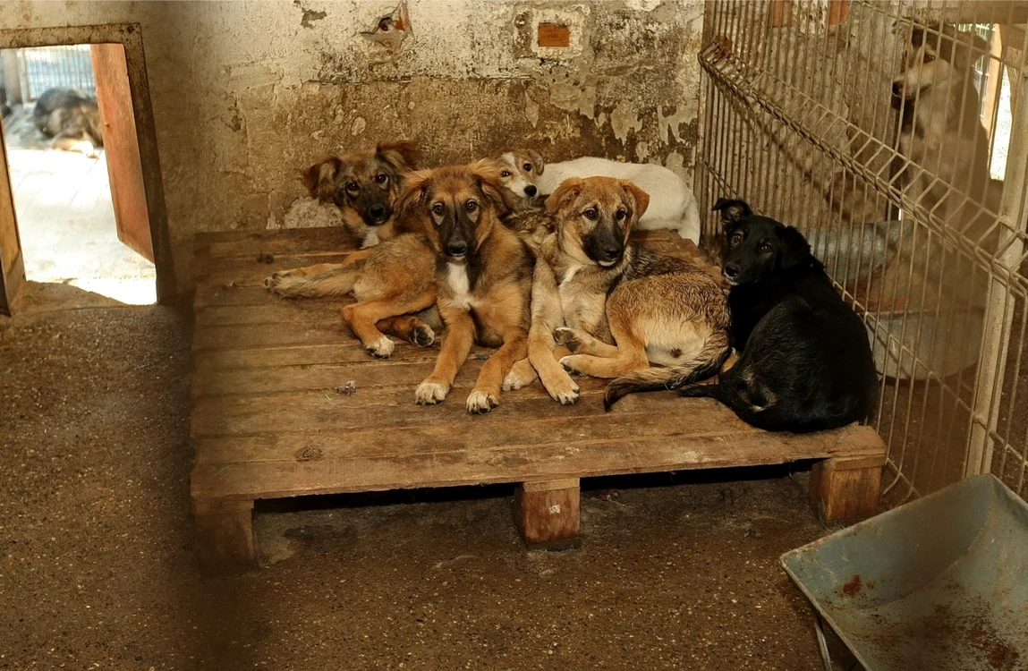 Maidanezii au ajuns o reală problemă, care a stârnit o dispută în societatea românească