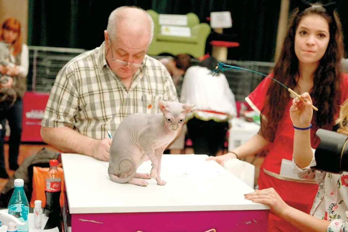 Expoziţie de pisici