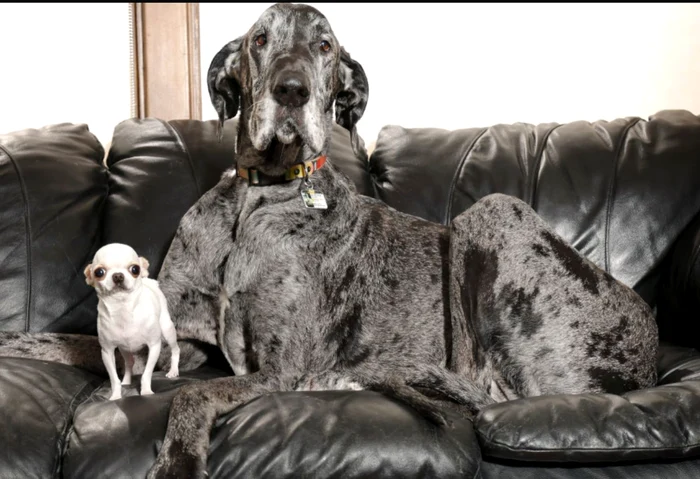 Pearl și Reggie sunt cei mai buni prieteni (Foto: Guinness World Records)
