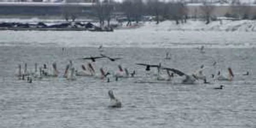 Pelicani şi cormorani în portul Giurgiu