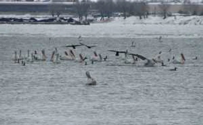 Pelicani şi cormorani în portul Giurgiu