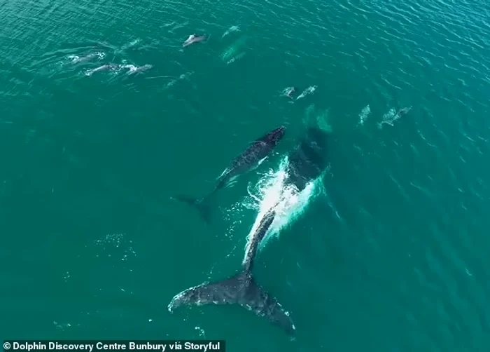 Imagini cu delfinii care salvează balena și puiul FOTO Dolphin Discovery Centre