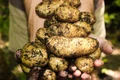 potatoes 1866415 1280 jpg