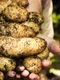 potatoes 1866415 1280 jpg