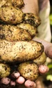 potatoes 1866415 1280 jpg