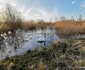 balta lebedelor hunedoara foto daniel guta adevarul