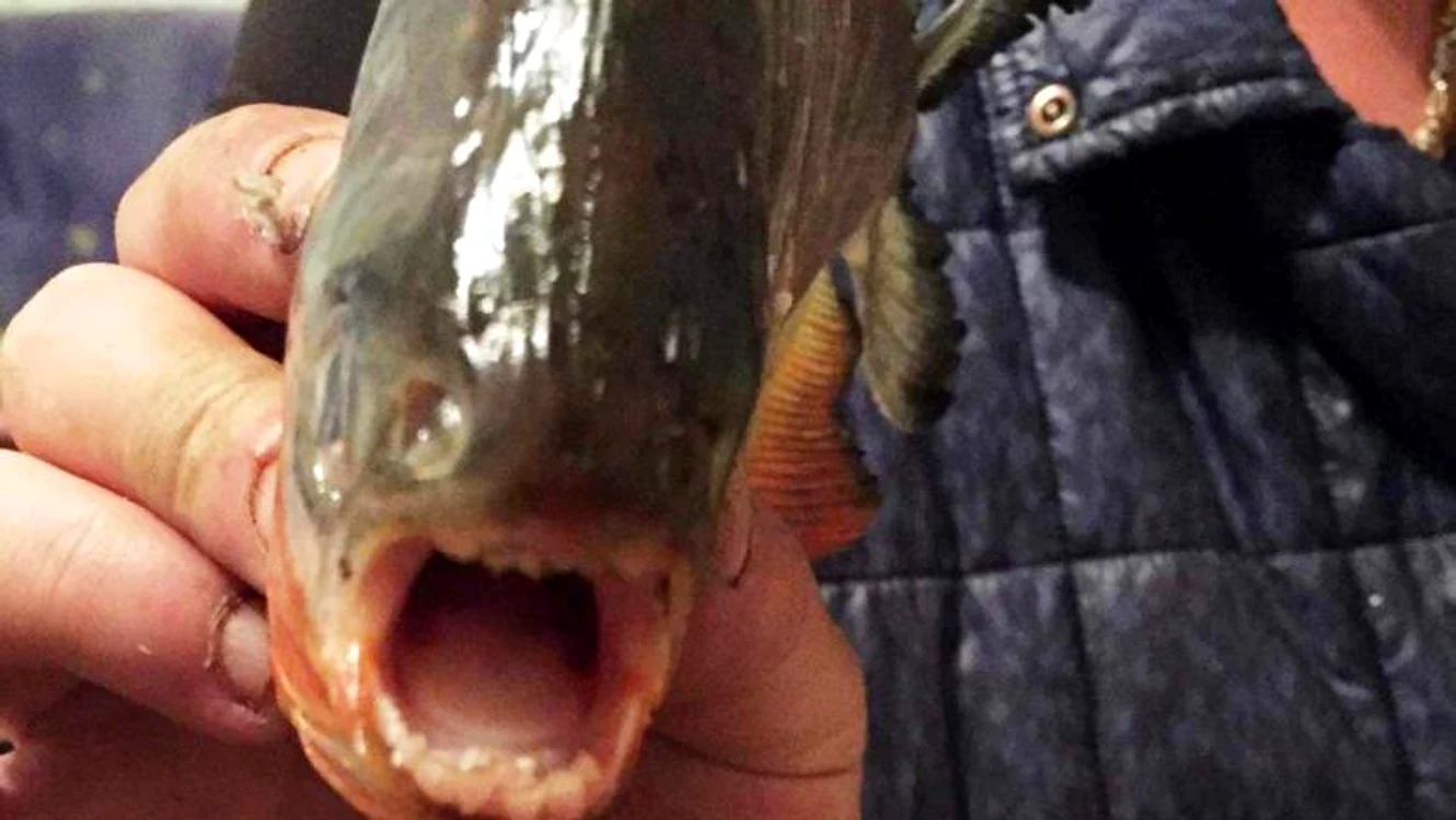 Mai mulţi peşti Piranha au fost găsiţi într+un lac din Maramureş