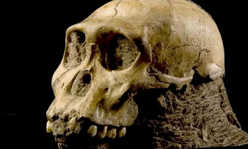 Două fosile africane pun la îndoială teoria evoluţiei umane din Homo Erectus jpeg