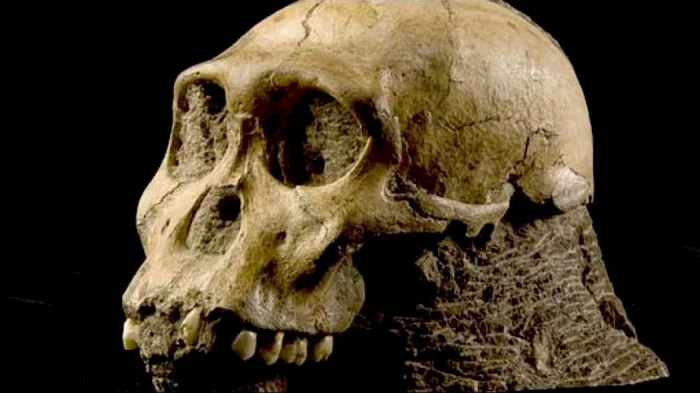 Fosilă de hominid FOTO Adevărul