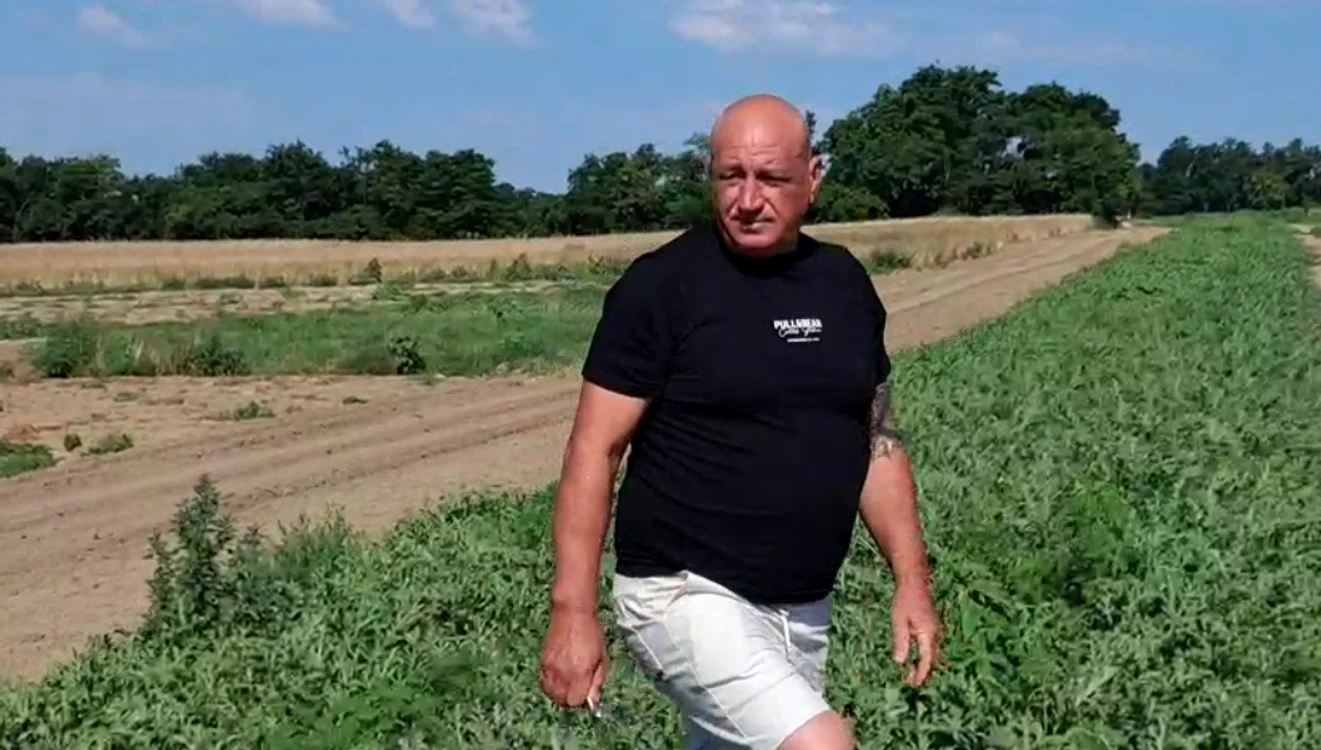 Producătorul Eugen Cojocaru a cultivat pepeni pe 50 de hectare FOTO: Ionelia Nucă