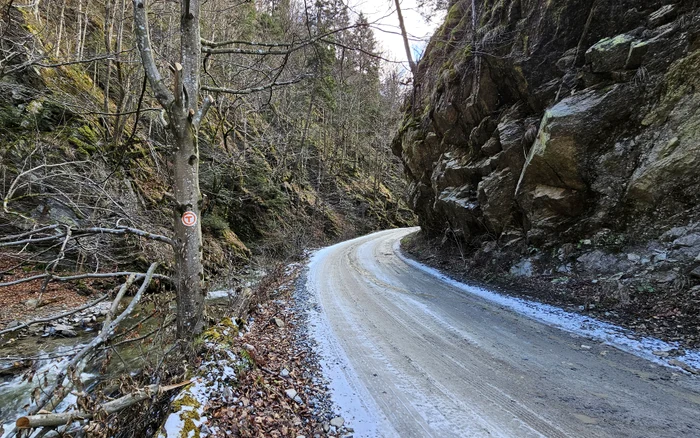 Drum forestier de pe Via Transilvanica. Foto: Daniel Guță. ADEVĂRUL