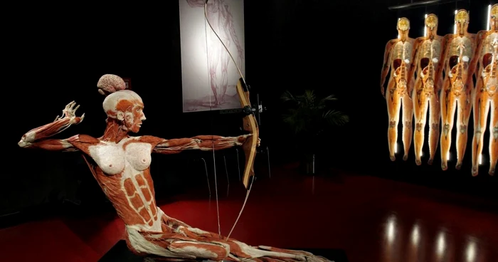 Exponat din muzeul Plastinarium, din Guben, Germania FOTO: artpeople.net