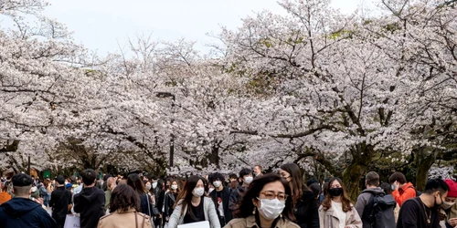 Au înflorit cireşii în Japonia FOTO Profimedia