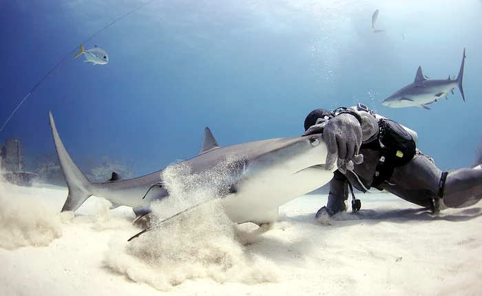 
    Scafandrul s-a  împrietenit cu fiarele  atingându-le pe bot  