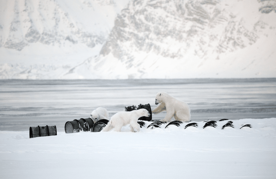 Două persoane ucise în Alaska de un urs polar. Animalul a fost împușcat