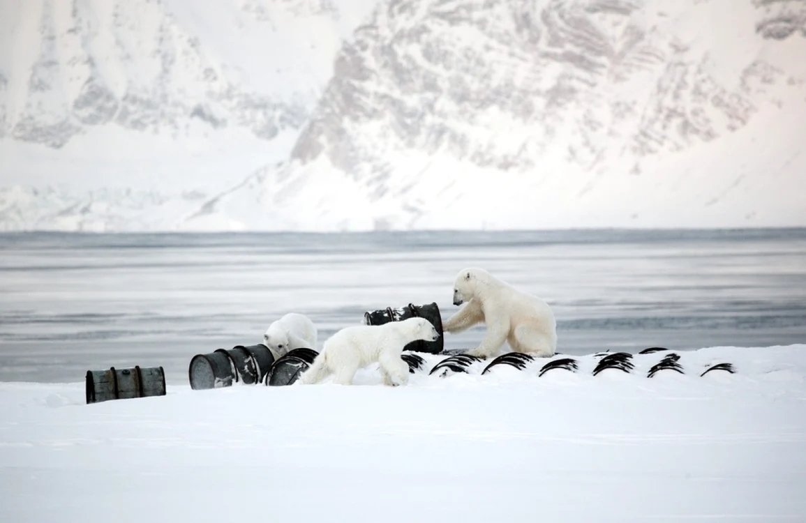 Svalbard este casa a aproximativ 3.000 de urși polari FOTO Shutterstock