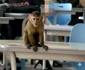 Elevii au speriat profesorii cu animale generate cu AI FOTO: Facebook / România Actualități