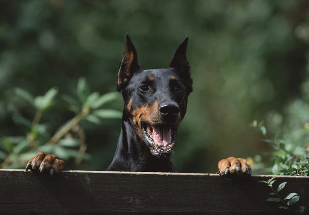 doberman jpg jpeg