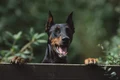 doberman jpg jpeg