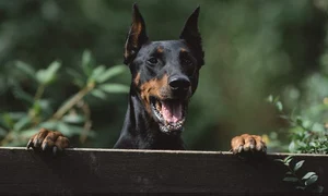 doberman jpg jpeg